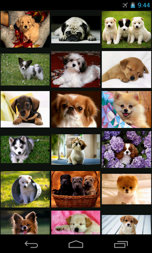 Baby Dogs - Wallpaper