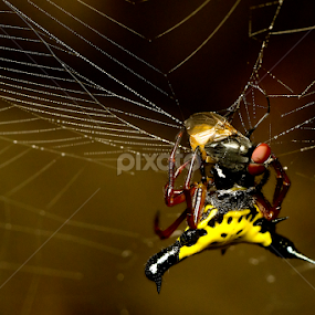 by Eddie Embau - Animals Insects & Spiders