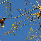 Baltimore Oriole