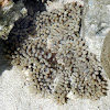 Pearl bubble coral