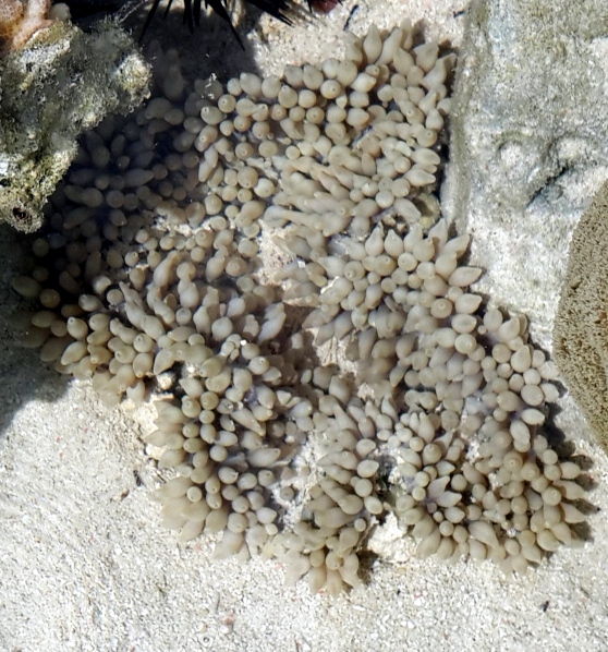 Pearl bubble coral