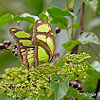 Bamboo Page or Green Longwing