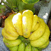Buddha Hands Citris fruit