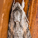 Convolvulus Hawk-moth (male)