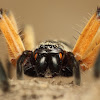 Huntsman Spider (Female)