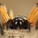 Huntsman Spider (Female)