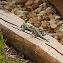 Rainbow Whiptails courting