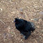 Black Silkie