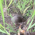 Eastern Mole