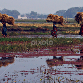 Back to Home by Subrata Sarkar - Landscapes Prairies, Meadows & Fields