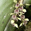 Orchid, Pleurothallis