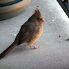 Northern Cardinal (female)