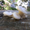 Oyster mushroom