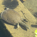 Black Spiny Softshell Turtle, Cuatro Cienegas black turtle