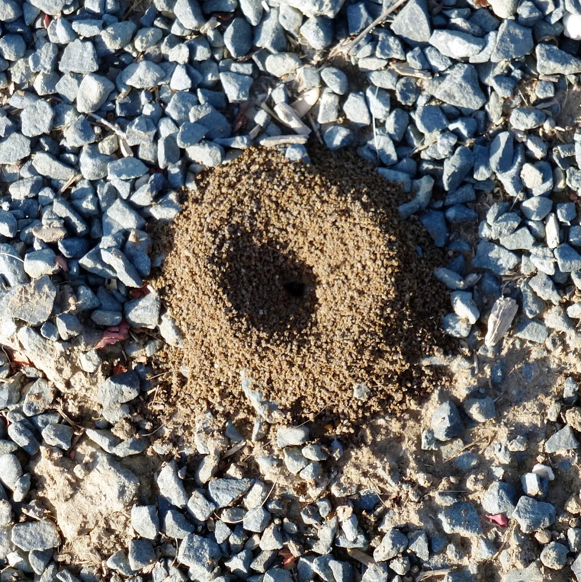 Lasius Ant mound
