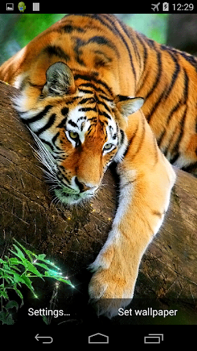 【免費個人化App】Tiger 3D Live Wallpaper-APP點子