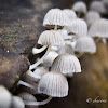 Fairy Inkcap, Fairies Bonnets