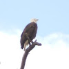 american bald eagle