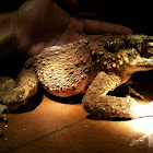 Giant River Toad