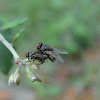 Fly (mating)