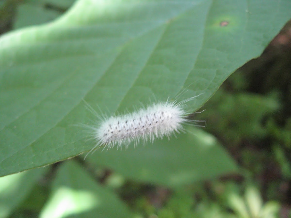 Hickory Tussock Moth Caterpillar