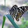 common lime butterfly, chequered swallowtail