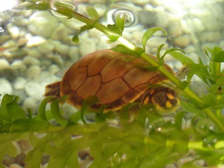 Tortuga Taricaya / Taricaya Turtle