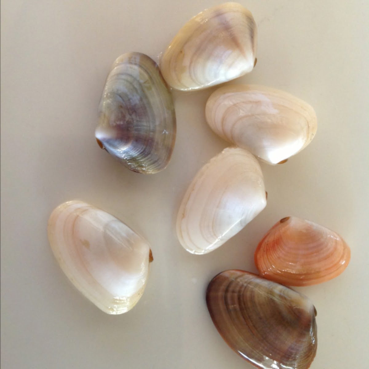 Common Pipi, Goolwa cockle, surf clam