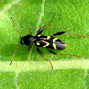wasp beetle