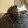 Rhinoceros Beetle - Male and Female