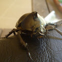Rhinoceros Beetle - Male and Female