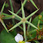 Many-seeded Starfruit