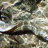 Stout Moray Eel