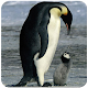 Penguin and Dolphin Wallpaper APK