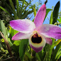 Orchid - Purple