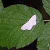 Large Lace-border moth