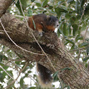 Mangrove Fox Squirrel