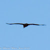 Black Kite; Milano Negro