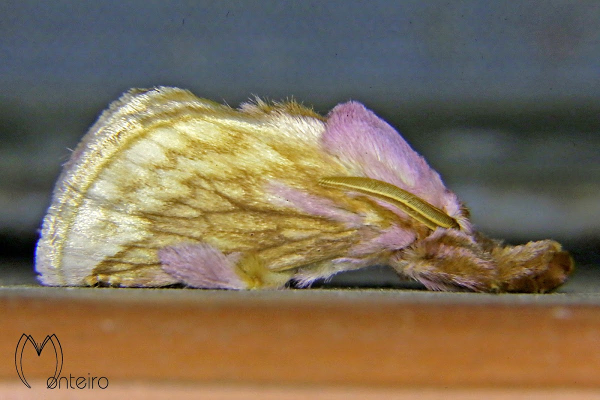 Perola moth