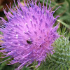 Thistle and unknown insect