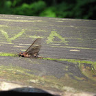 Olive-winged Drake Mayfly