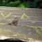 Olive-winged Drake Mayfly