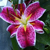 Pink Stargazer Lily