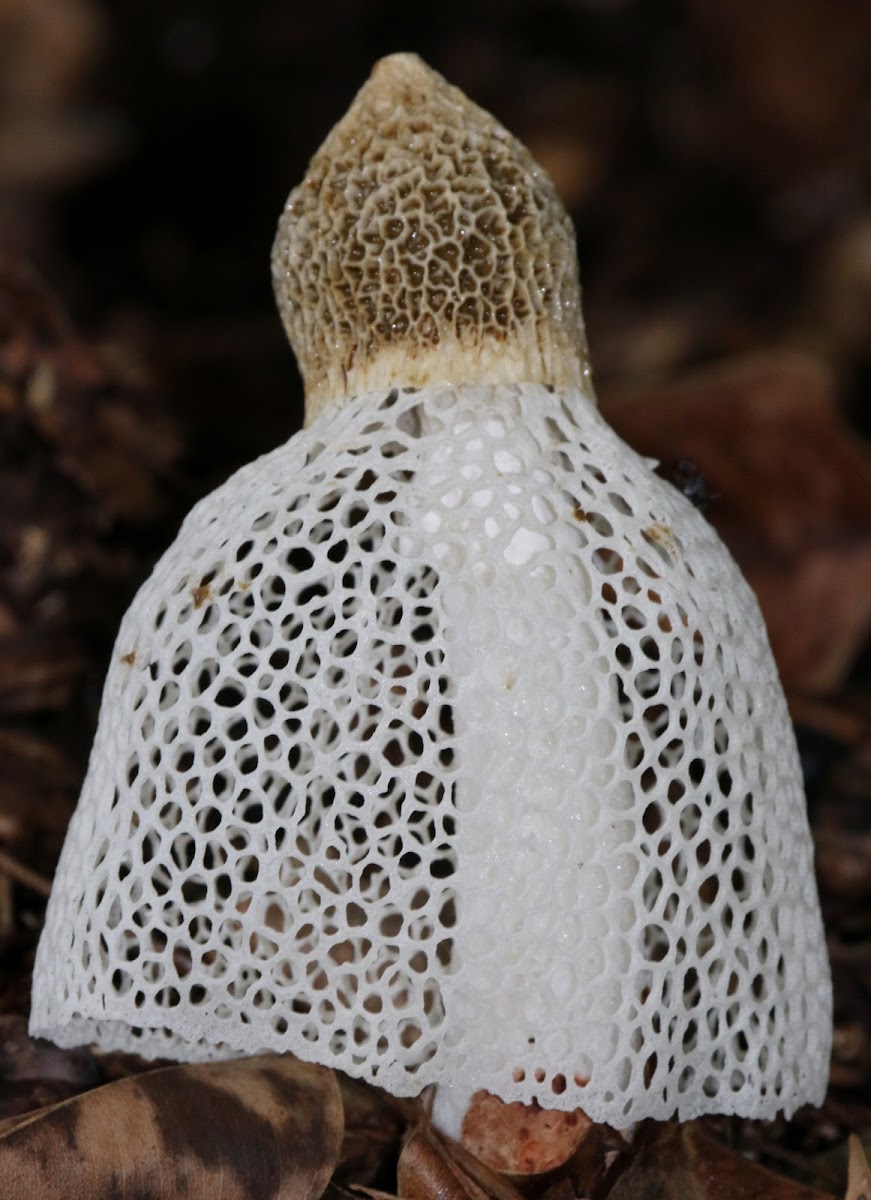 Bridal Veil fungus