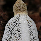 Bridal Veil fungus