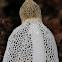 Bridal Veil fungus