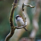 House Sparrow