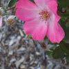  Pink knockout rose