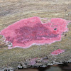 Rosy crust fungus