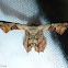 Scoop-Wing Moth